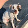 Margot - Un Anno (nata indicativamente il 1 Giugno 2024)  - Mix Amstaff  - Taglia: Media   Foto 9